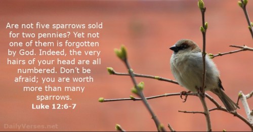 19 MAR 2017 Luke 12 6-7